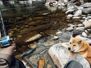 溪边两块可口的肉片，溪水在中间缓缓流淌