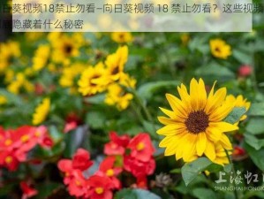 向日葵视频18禁止勿看—向日葵视频 18 禁止勿看？这些视频里到底隐藏着什么秘密