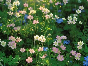 野花高清完整在线观看免费—野花高清完整在线观看免费，无广告弹窗，不用注册登录，高清画质，流畅体验