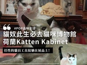 猫博物馆第六关攻略详解：猫咪博物馆通关流程全解析