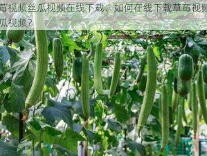 草莓视频丝瓜视频在线下载、如何在线下载草莓视频和丝瓜视频？