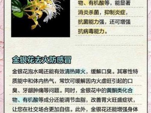 双管齐下TXL金银花(如何通过双管齐下的方式使用 TXL 金银花？)