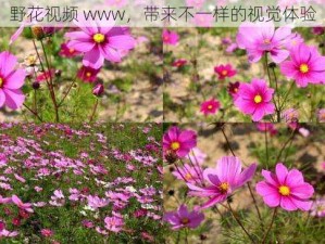 野花视频 www，带来不一样的视觉体验