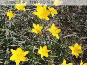 野花韩国高清免费视频—野花韩国高清免费视频，带你领略不一样的视觉盛宴