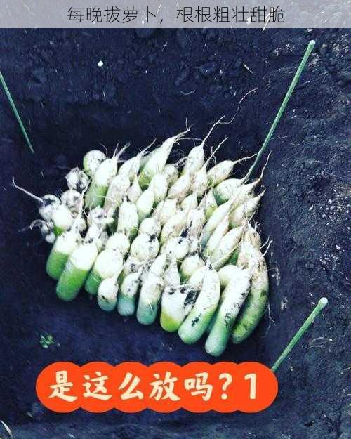 每晚拔萝卜，根根粗壮甜脆