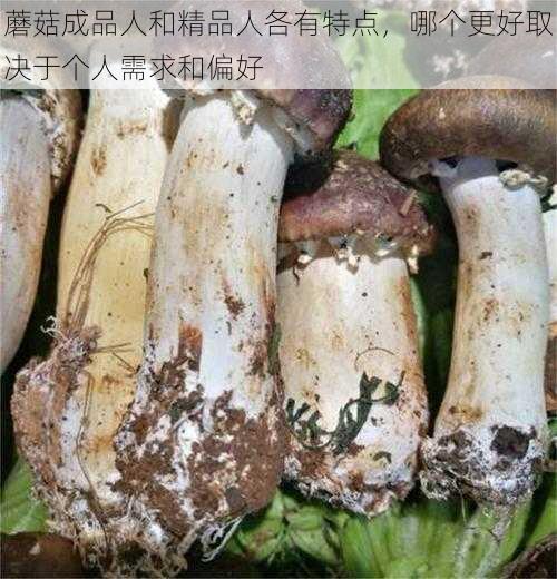 蘑菇成品人和精品人各有特点，哪个更好取决于个人需求和偏好