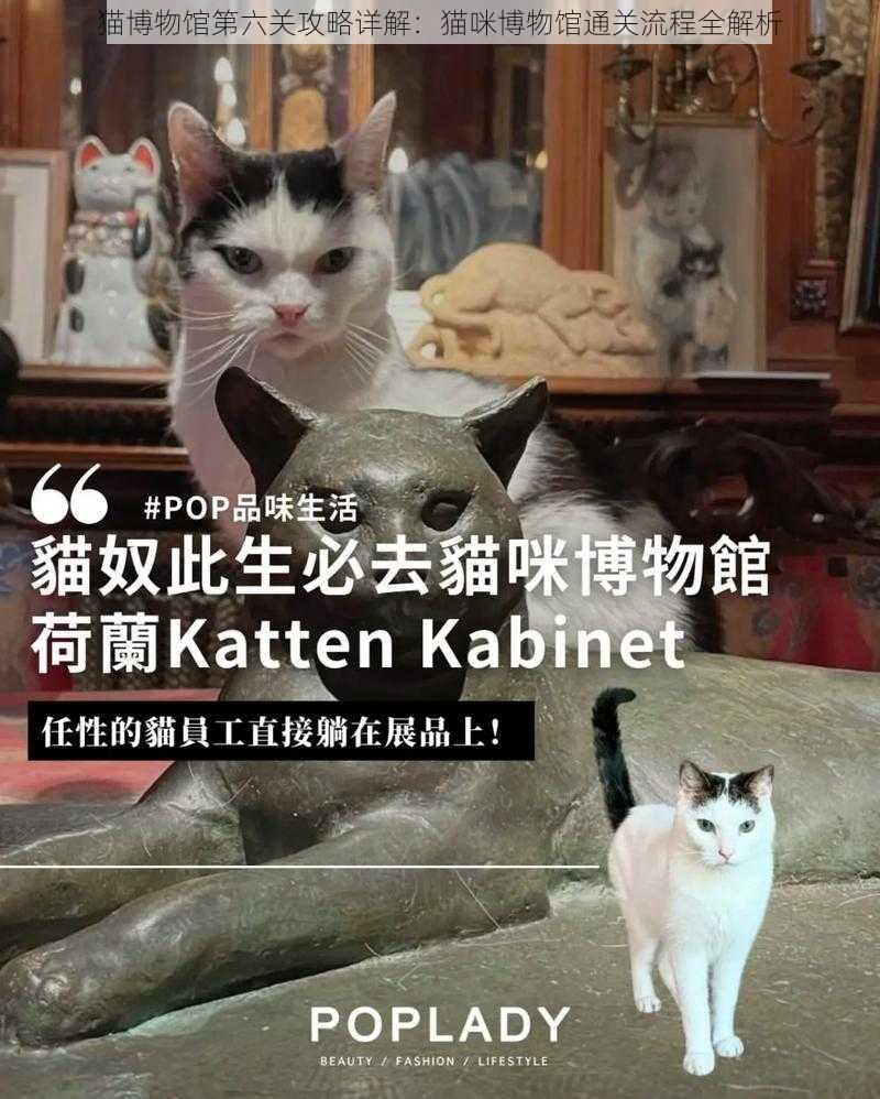 猫博物馆第六关攻略详解：猫咪博物馆通关流程全解析