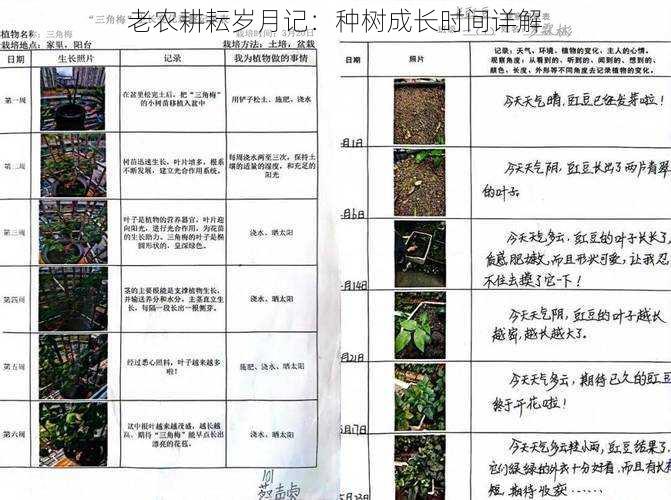 老农耕耘岁月记：种树成长时间详解