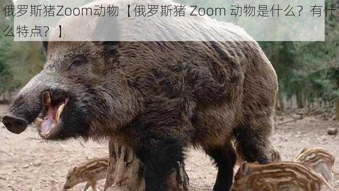 俄罗斯猪Zoom动物【俄罗斯猪 Zoom 动物是什么？有什么特点？】