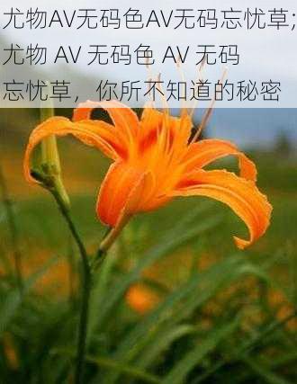 尤物AV无码色AV无码忘忧草;尤物 AV 无码色 AV 无码忘忧草，你所不知道的秘密