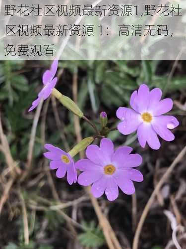 野花社区视频最新资源1,野花社区视频最新资源 1：高清无码，免费观看