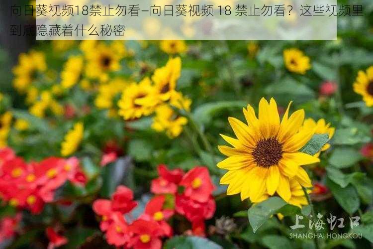 向日葵视频18禁止勿看—向日葵视频 18 禁止勿看？这些视频里到底隐藏着什么秘密