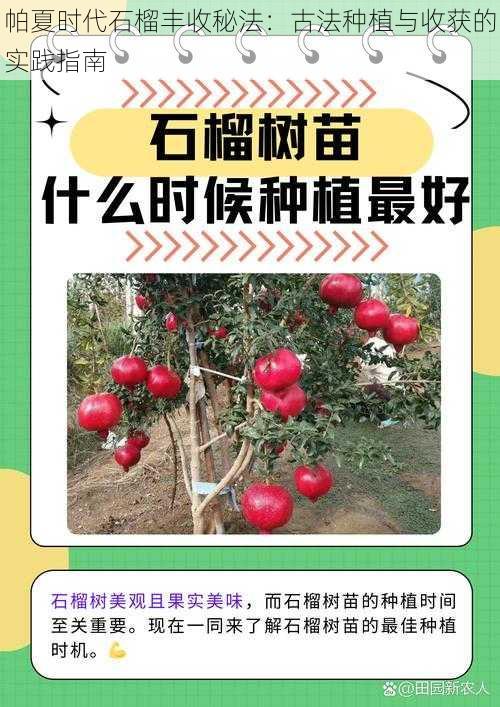 帕夏时代石榴丰收秘法：古法种植与收获的实践指南