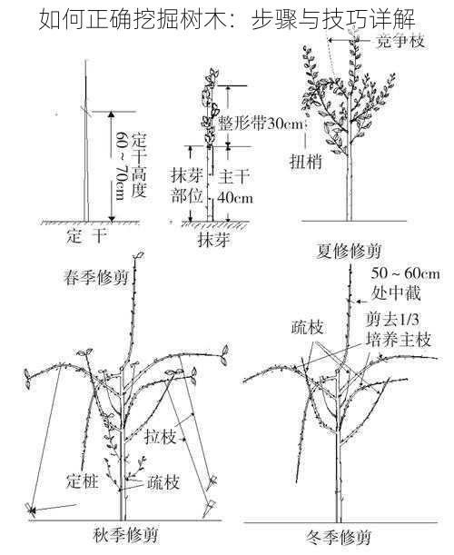 如何正确挖掘树木：步骤与技巧详解