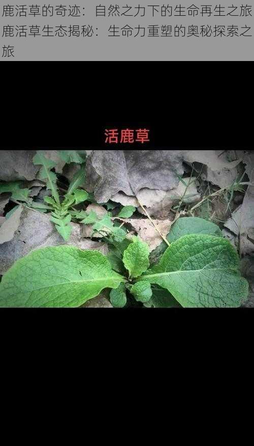 鹿活草的奇迹：自然之力下的生命再生之旅鹿活草生态揭秘：生命力重塑的奥秘探索之旅